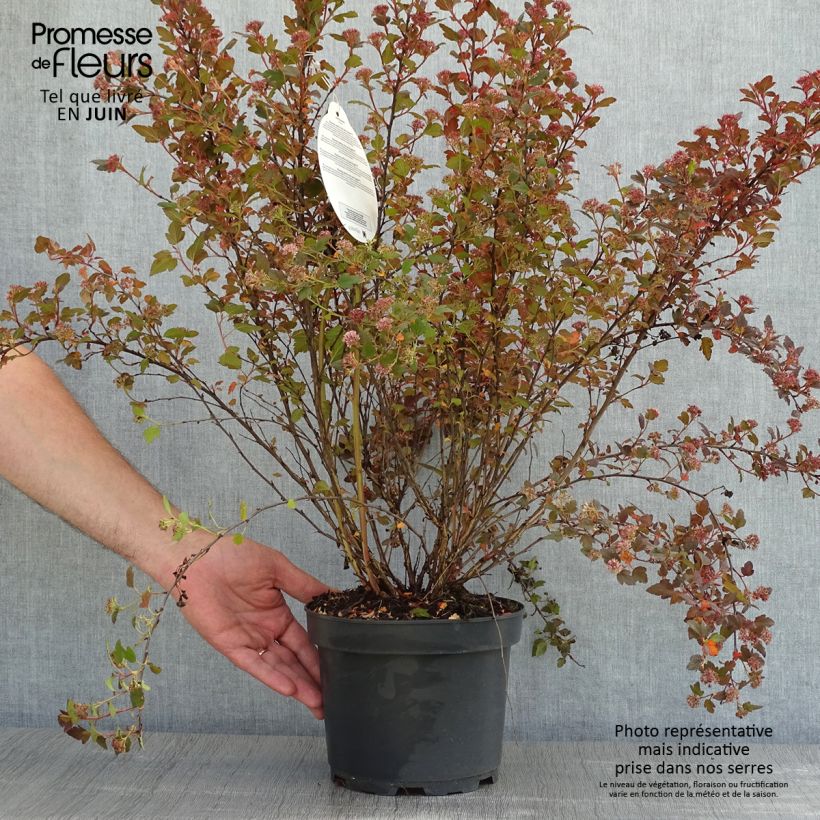 Physocarpus opulifolius Little Joker - Physocarpe nain Pot de 2L/3L esemplare consegnato in primavera