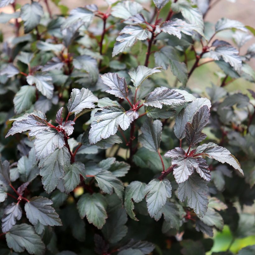 Physocarpus opulifolius Little Joker (Fogliame)