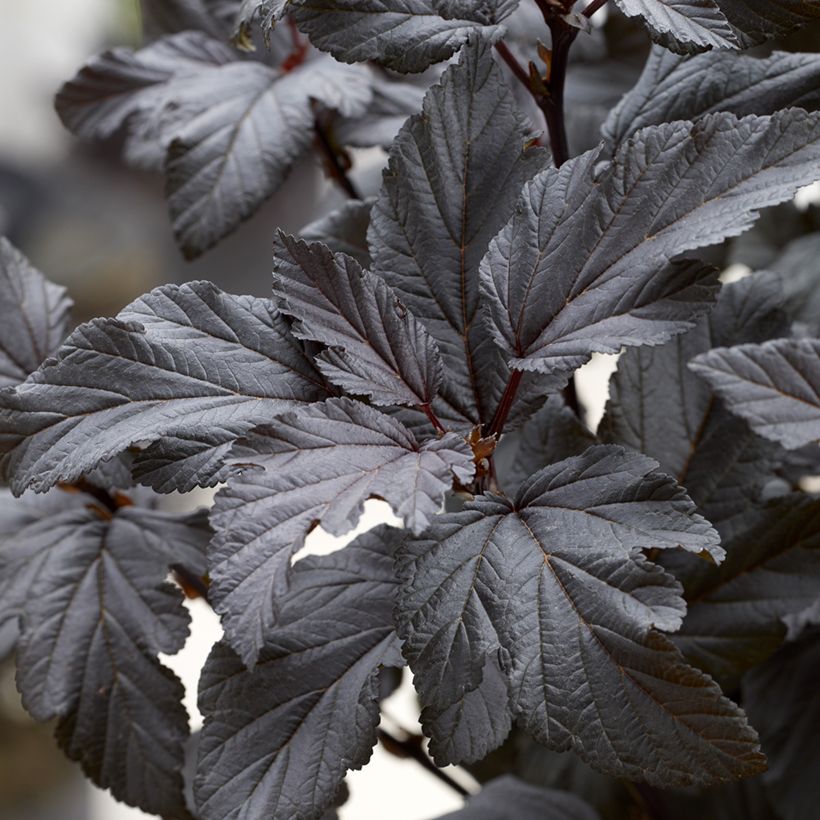 Physocarpus opulifolius Little Ninja (Fogliame)