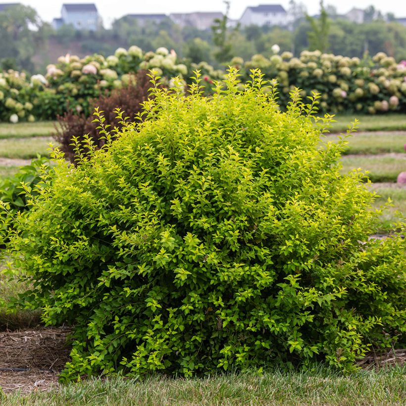 Physocarpus opulifolius Lucky Devil (Porto)