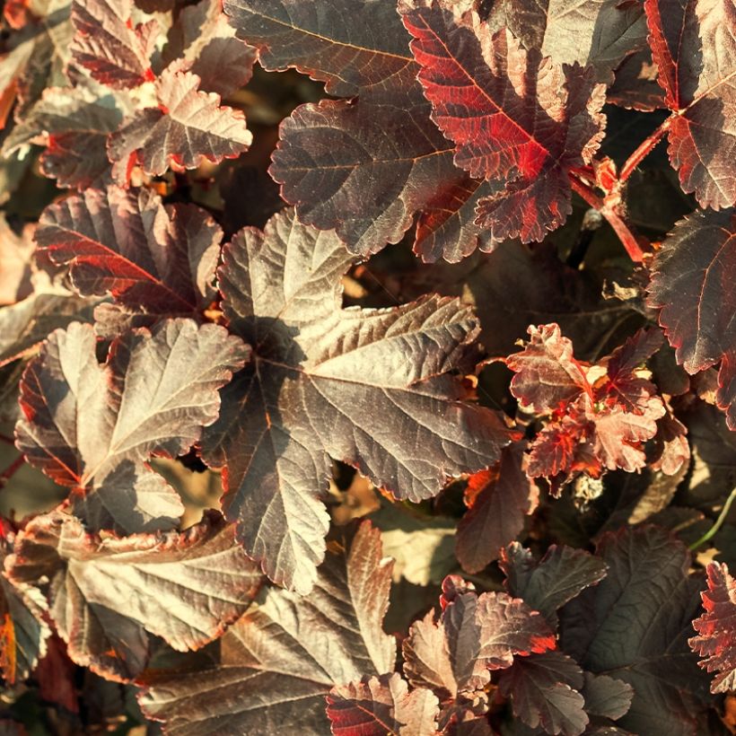 Physocarpus opulifolius Perspektiva (Fogliame)