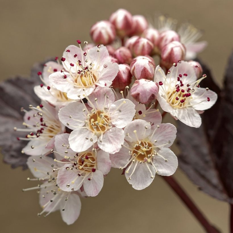 Physocarpus opulifolius Perspektiva (Fioritura)