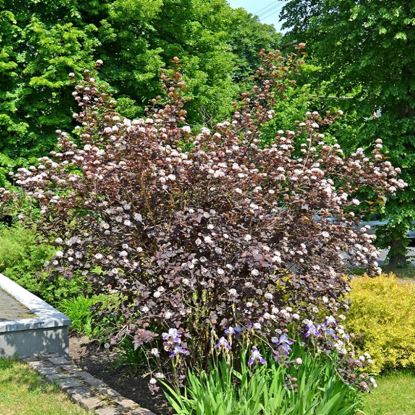 Physocarpus opulifolius Perspektiva (Porto)