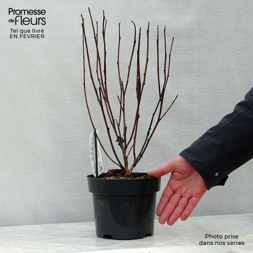 Physocarpus opulifolius Red Baron - Physocarpe à feuille d'obier Pot de 2L/3L esemplare consegnato in inverno