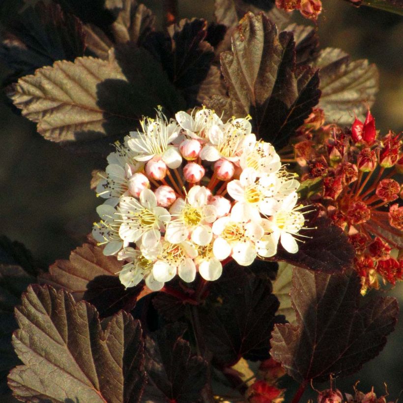 Physocarpus opulifolius Summer Wine (Fioritura)