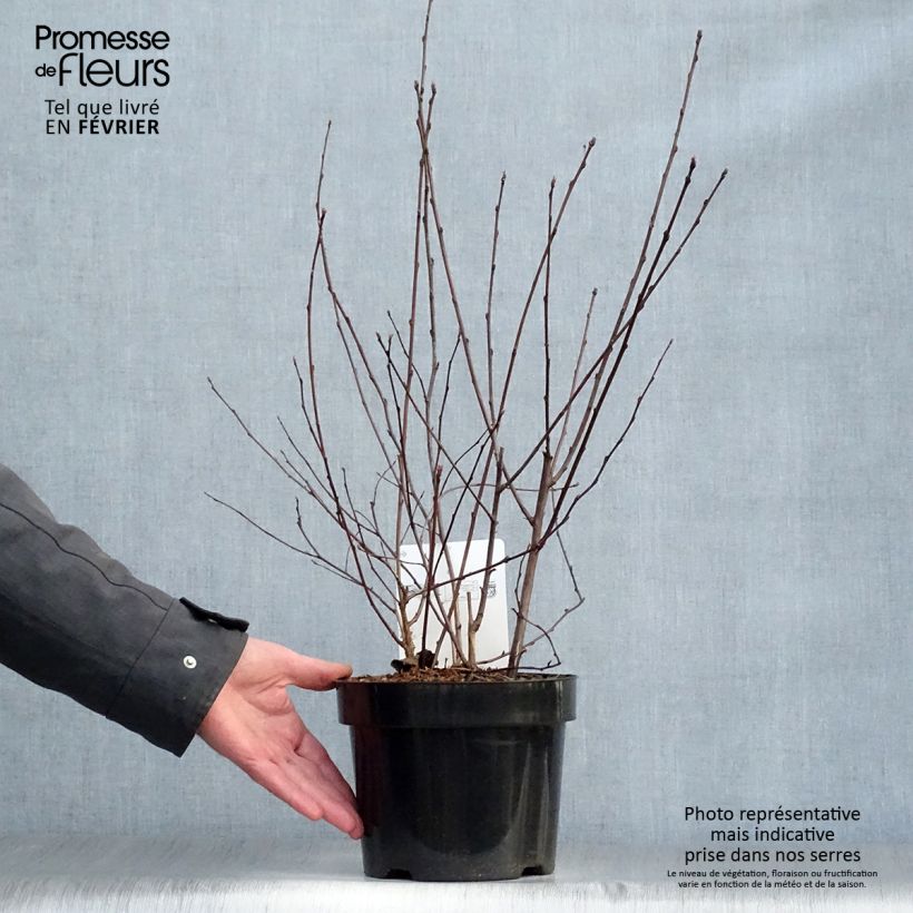 Physocarpus opulifolius Summer Wine Pot de 3L/4L esemplare consegnato in inverno