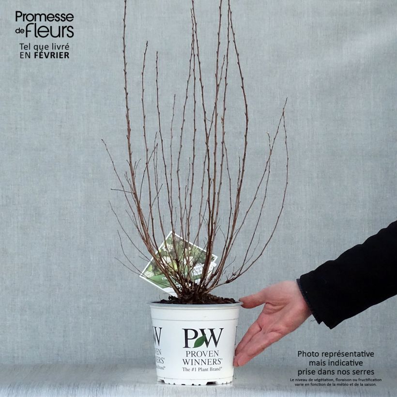 Physocarpus opulifolius Tiny Wine Gold Pot de 2L/3L esemplare consegnato in inverno