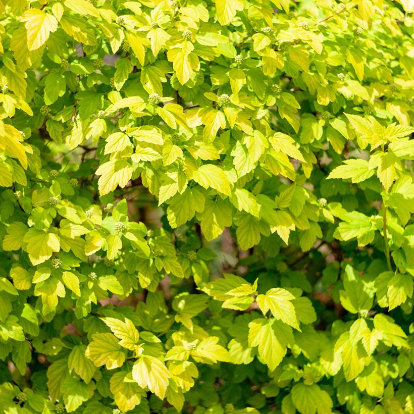 Physocarpus opulifolius Tiny Wine Gold (Fogliame)