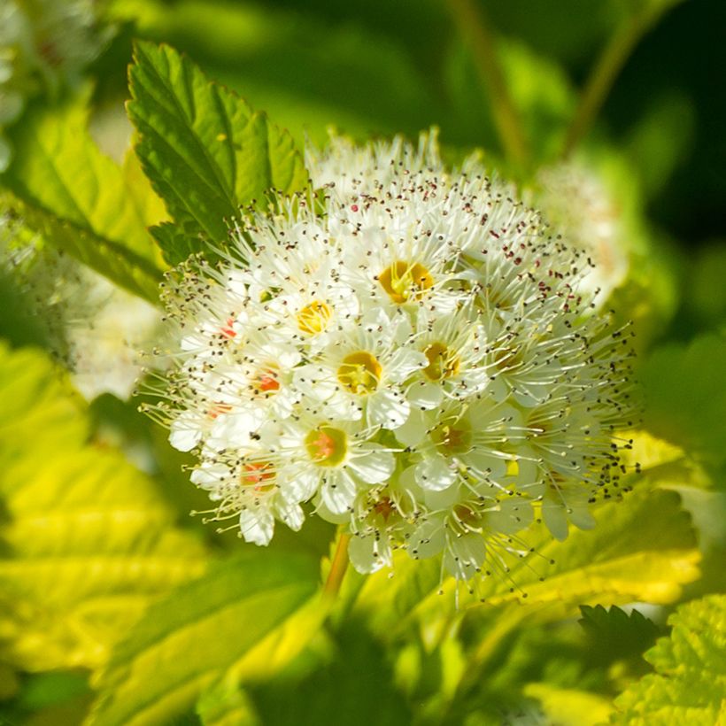 Physocarpus opulifolius Tiny Wine Gold (Fioritura)