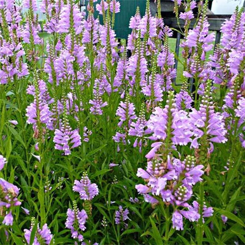 Physostegia virginiana Bouquet Rose (Fioritura)