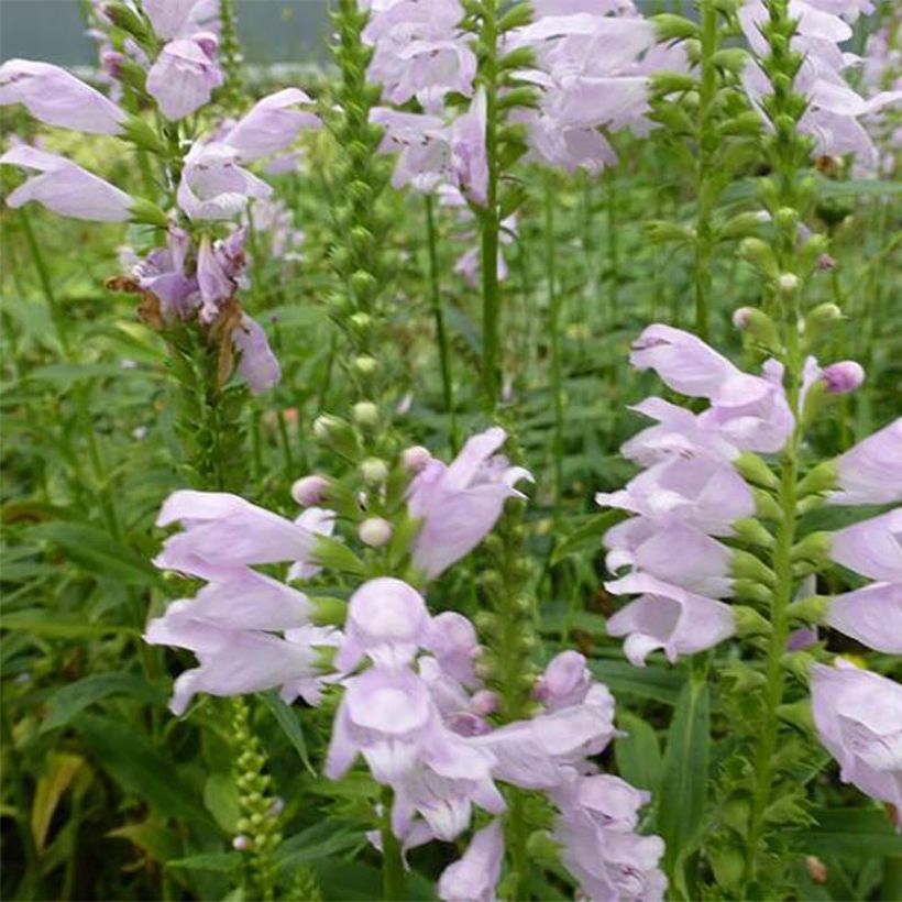 Physostegia virginiana Galadriel (Fioritura)