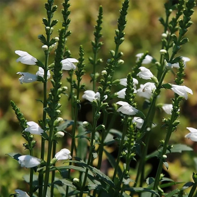 Physostegia virginiana Miss Manners (Fioritura)