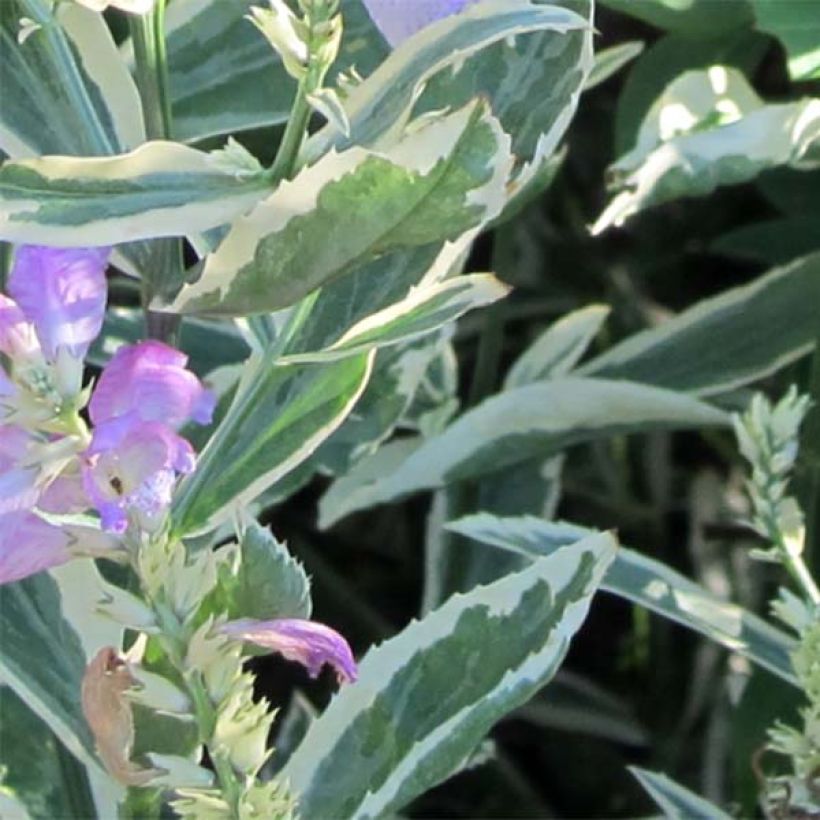 Physostegia virginiana Variegata (Fogliame)