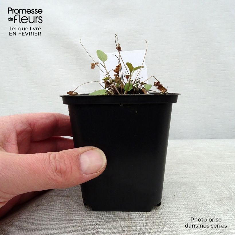 Phyteuma scheuchzeri - Raiponce de Scheuchzer  Godet de 8/9 cm esemplare consegnato in inverno