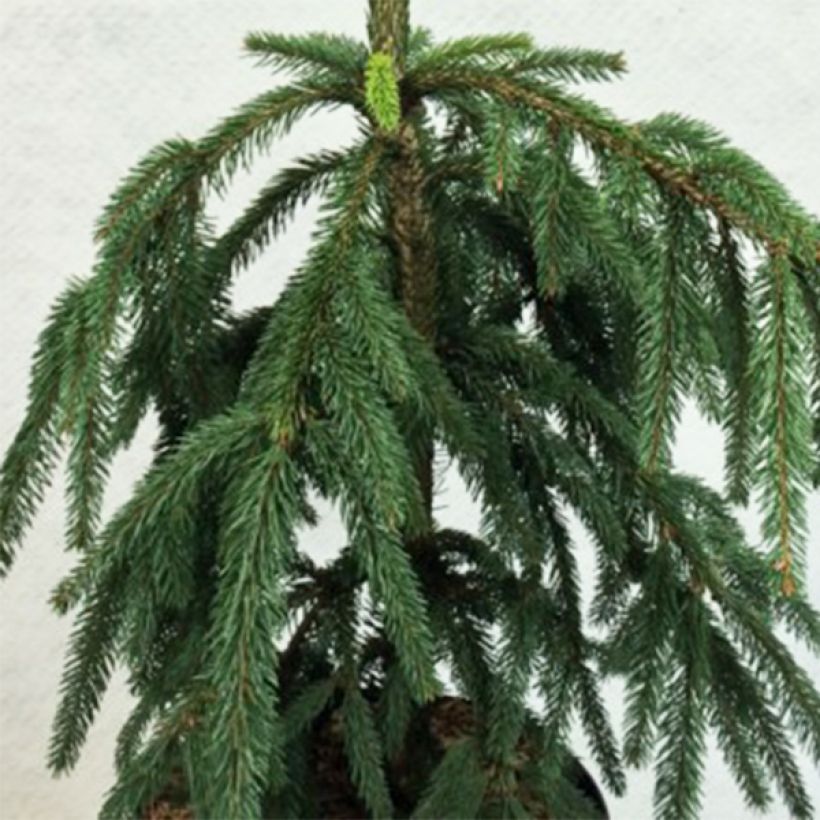 Picea abies Aarburg (Fogliame)