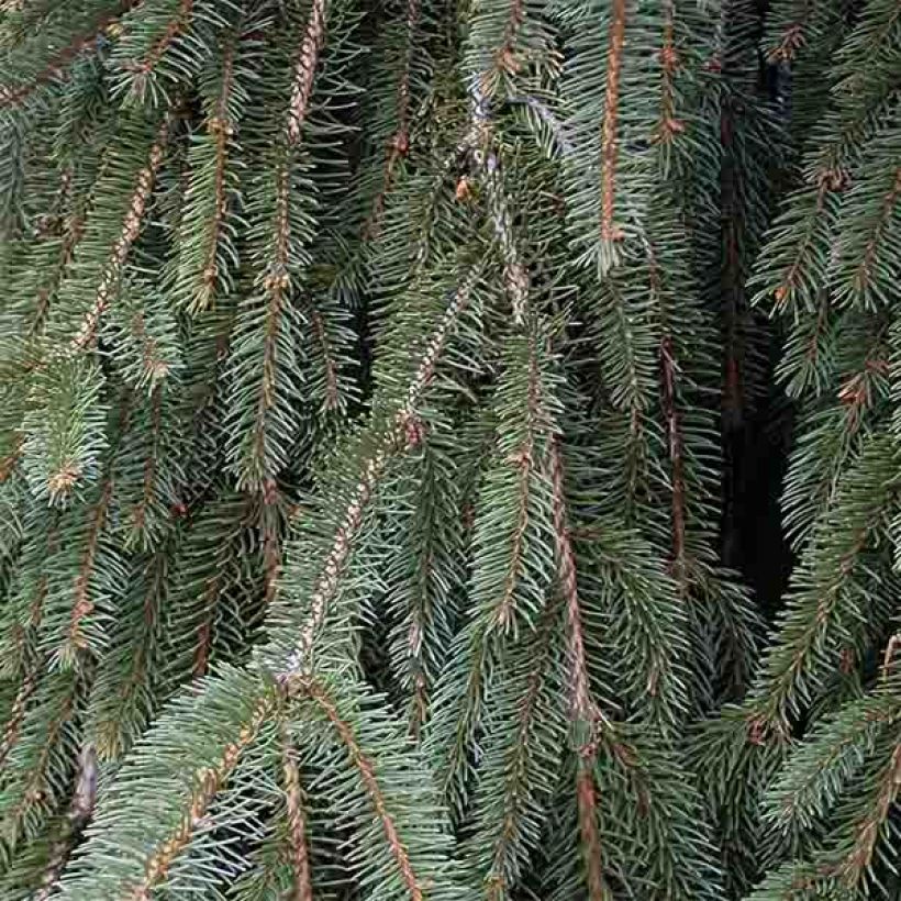 Picea abies Inversa (Fogliame)