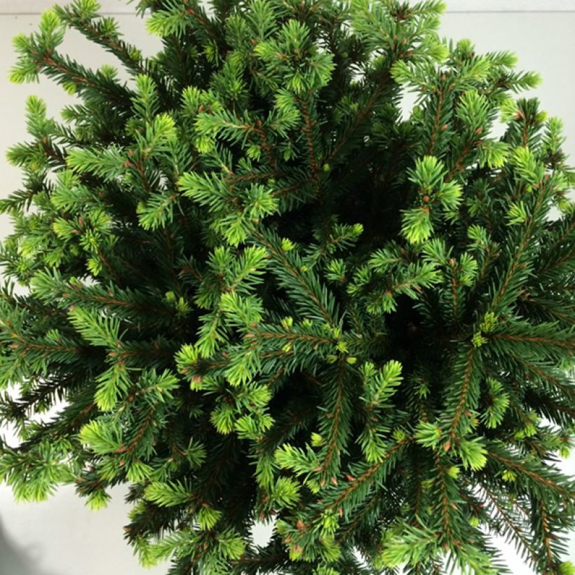 Picea abies Maxwellii (Fogliame)