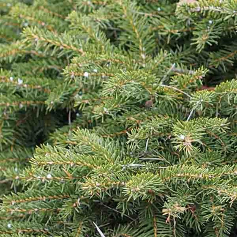 Picea abies Nidiformis - Abete nidiforme (Fogliame)