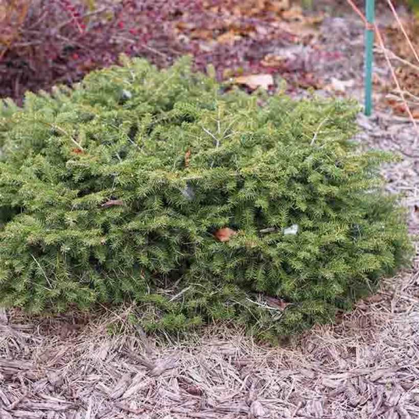 Picea abies Nidiformis - Abete nidiforme (Porto)