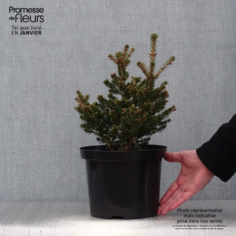 Picea abies Will's Zwerg - Épicéa commun en pot de 7,5L/10L esemplare consegnato in inverno