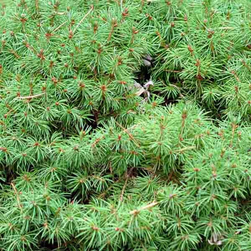 Picea glauca Alberta Globe (Fogliame)