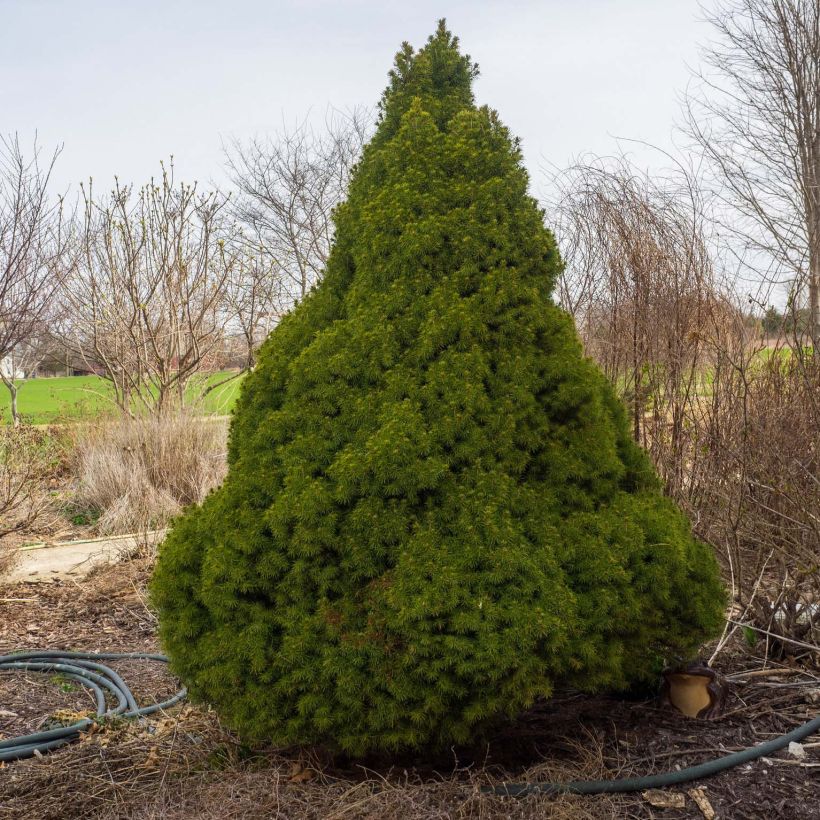 Picea glauca Conica (Porto)