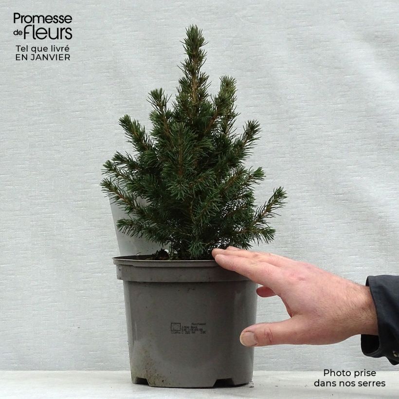 Epinette blanche - Picea glauca Conica en pot de 2/3L esemplare consegnato in inverno