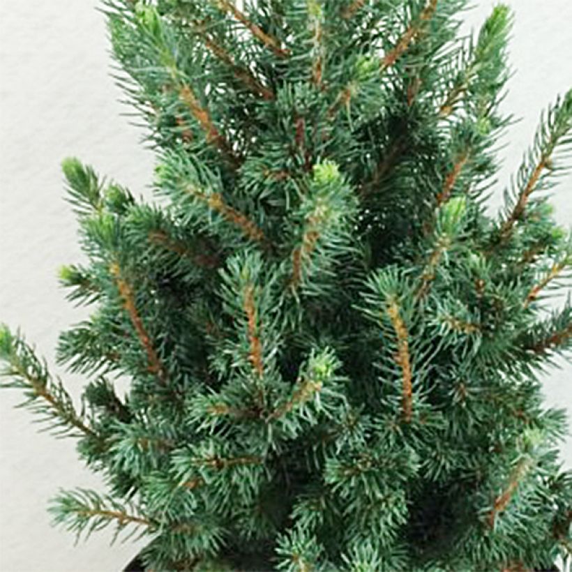 Picea glauca Conica Blue (Fogliame)