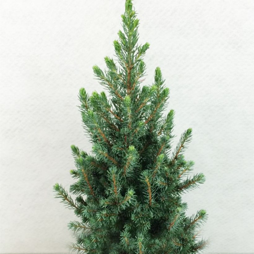 Picea glauca Conica Blue (Porto)