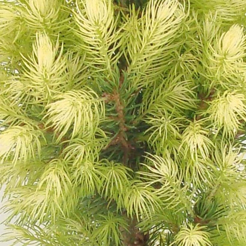 Picea glauca Daisy's White (Fogliame)