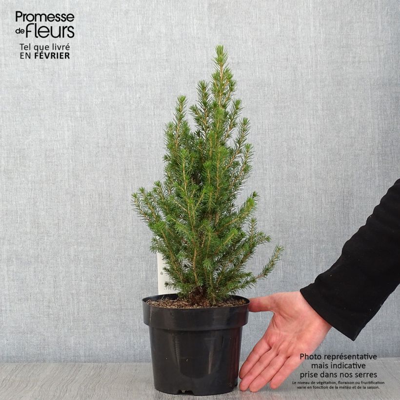 Picea glauca December - Épinette blanche  Pot de 3L/4L esemplare consegnato in inverno