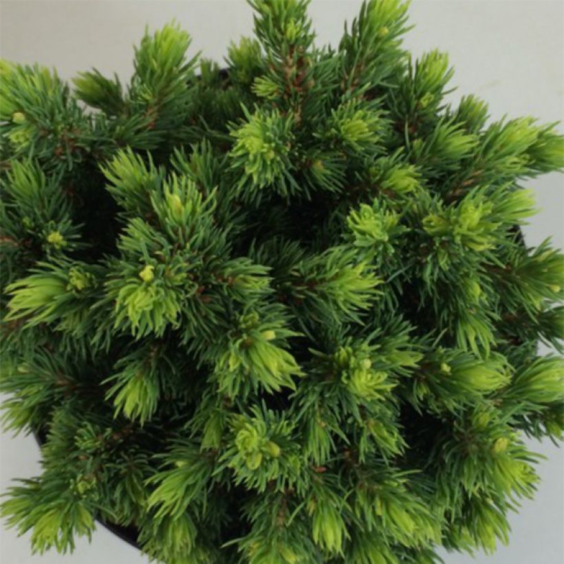 Picea glauca Dendrofarma Gold (Fogliame)