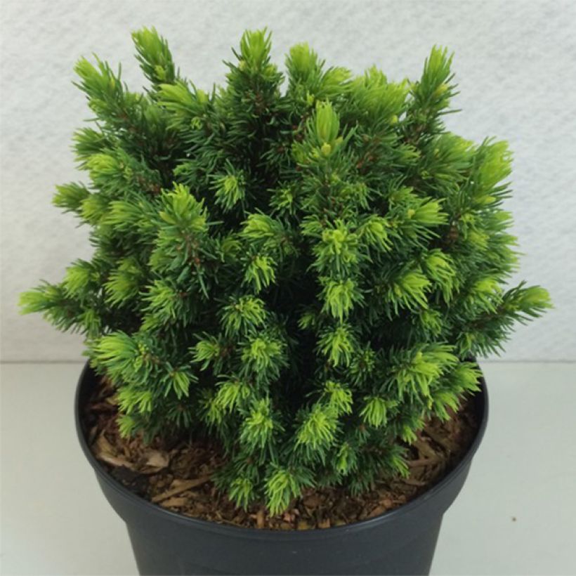 Picea glauca Dendrofarma Gold (Porto)