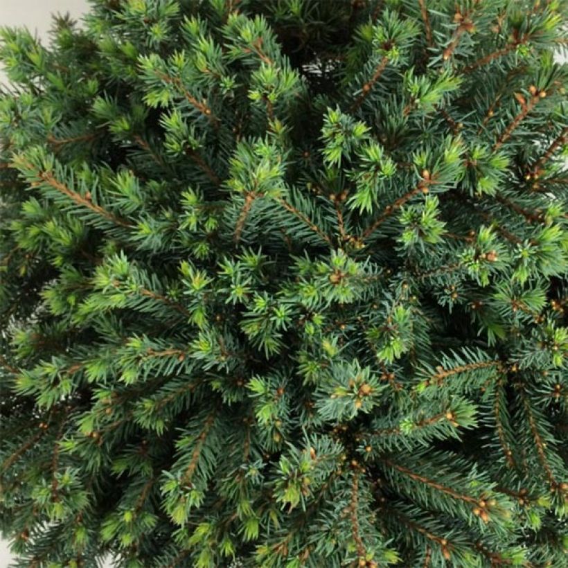 Picea glauca Echiniformis Echt (Fogliame)