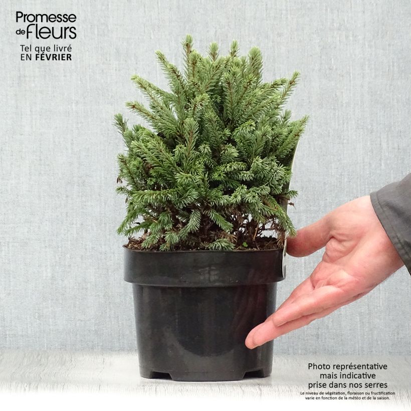 Picea glauca Echiniformis Echt - Epinette blanche                    Pot de 4L/5L esemplare consegnato in inverno