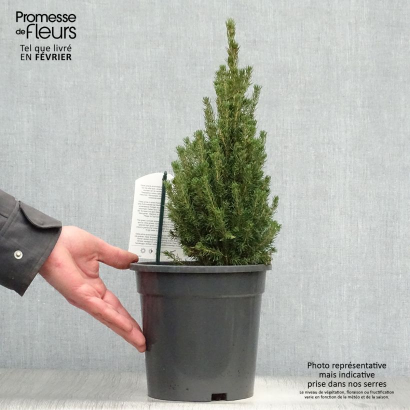 Picea glauca Laurin - Epinette blanche                              Pot de 3L/4L esemplare consegnato in inverno