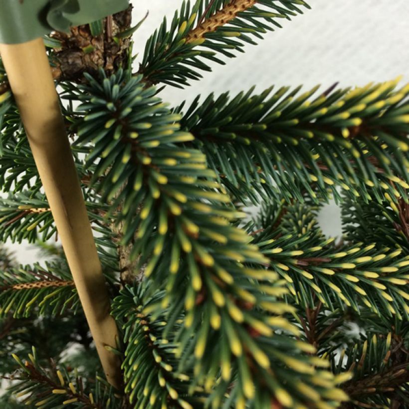 Picea mariana Aurea (Fogliame)