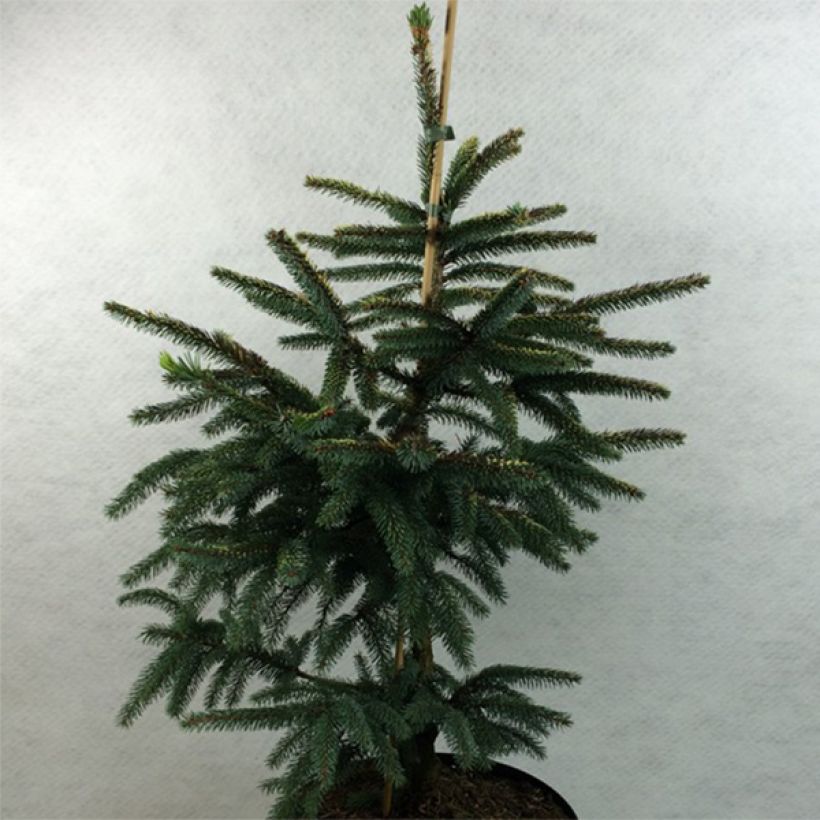 Picea mariana Aurea (Porto)