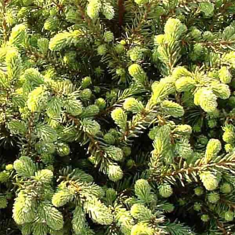 Picea mariana Nana (Fogliame)