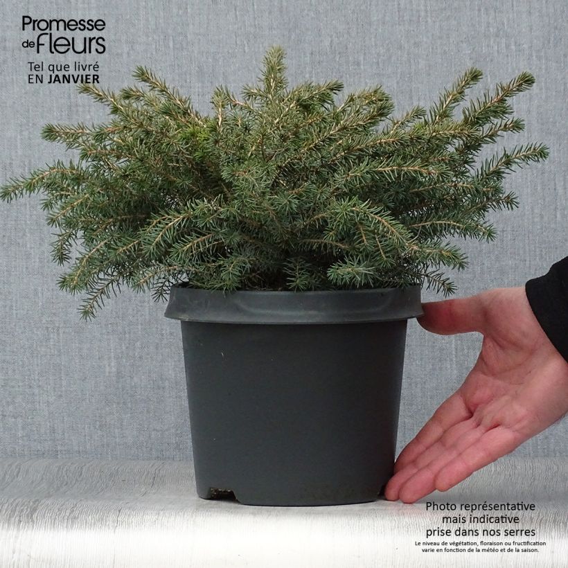 Picea mariana Nana - Epinette noire                               Pot de 2L/3L esemplare consegnato in inverno