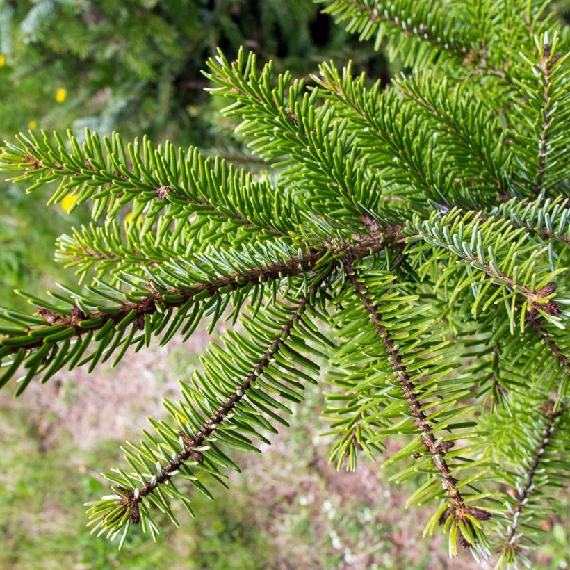 Picea omorika (Fogliame)