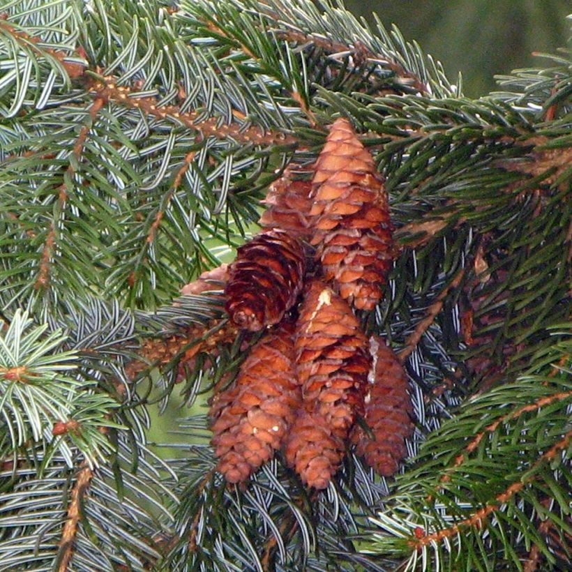 Picea omorika (Raccolta)