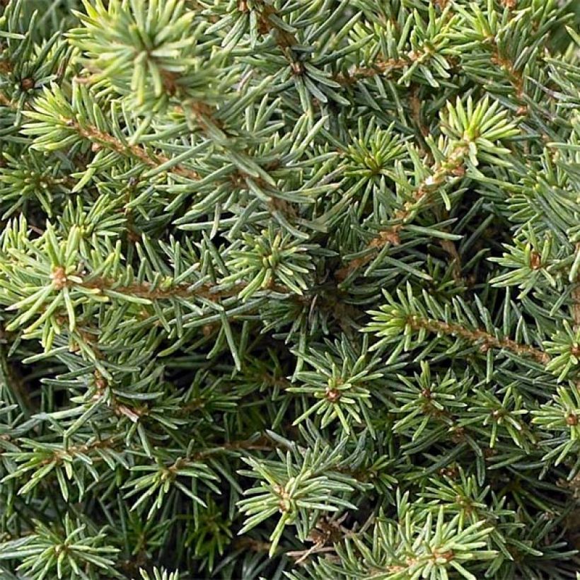 Picea omorika Karel (Fogliame)