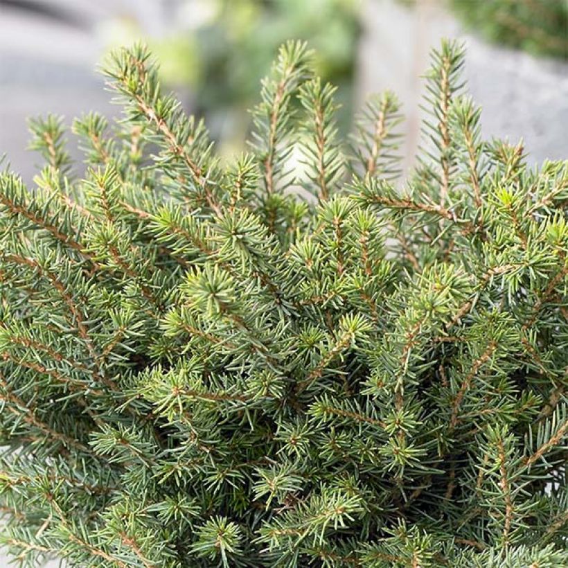 Picea omorika Karel (Porto)