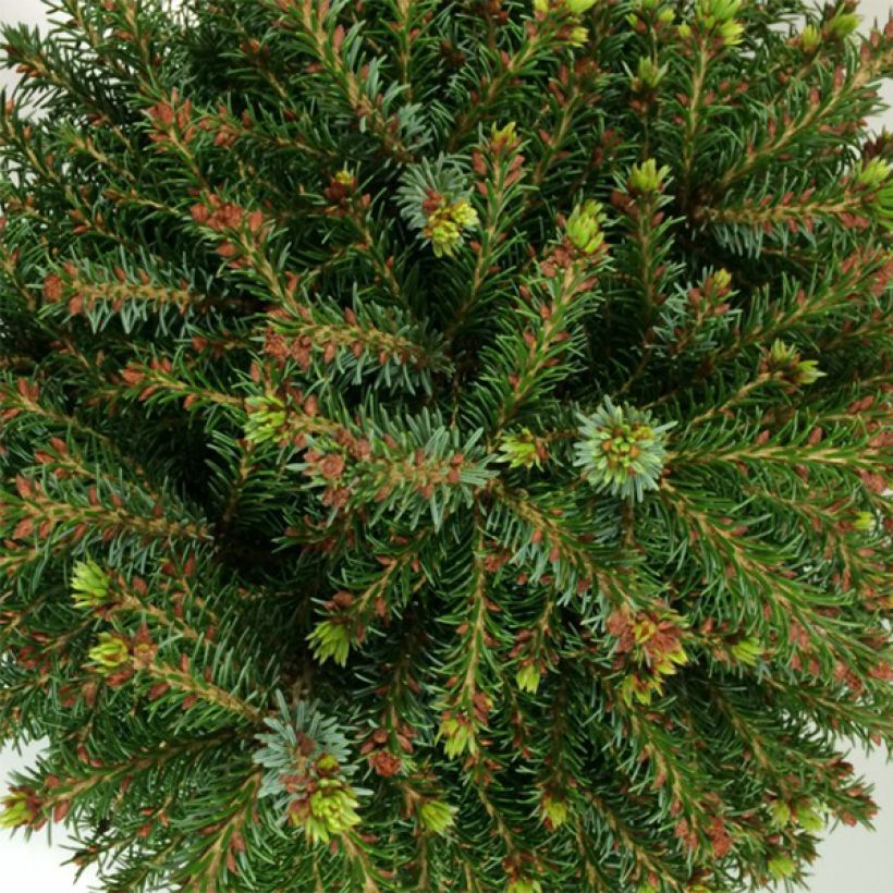 Picea omorika Treblitzsch (Fogliame)