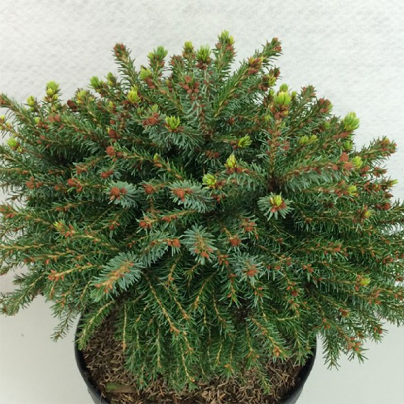 Picea omorika Treblitzsch (Porto)