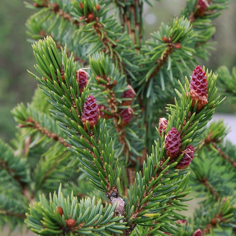 Picea omorika Nana (Fogliame)