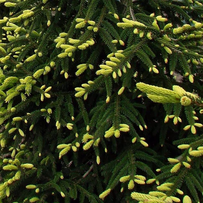 Picea orientalis Aureospicata (Fogliame)