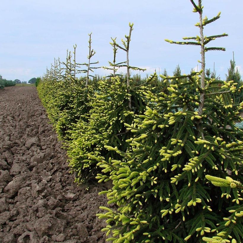 Picea orientalis Aureospicata (Porto)