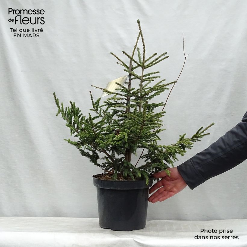 Picea orientalis Aureospicata - Sapinette d'Orient Pot de 7,5L esemplare consegnato in inverno